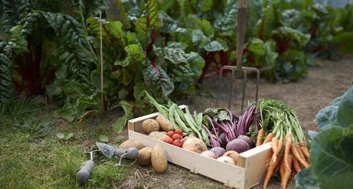 Stolen Soil And Corporate Welfare: The Global Scam Of 'Feeding The World'