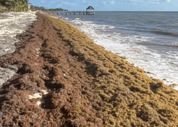 "Rude Awakening" For Travelers: Cancun Drowns In Seaweed