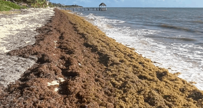 "Rude Awakening" For Travelers: Cancun Drowns In Seaweed