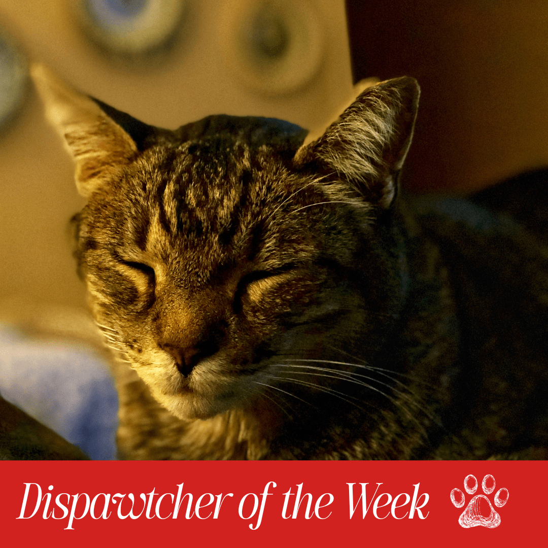 Copy of Dispawtch of the Week (3)