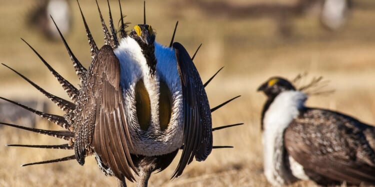 Comment on Proposed Rule: Endangered and Threatened Species: Listing Endangered and Threatened Species and Designating Critical Habitat