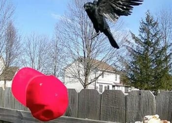 Watch: Creepy Guy Trains Crows For Months To Attack MAGA Hats