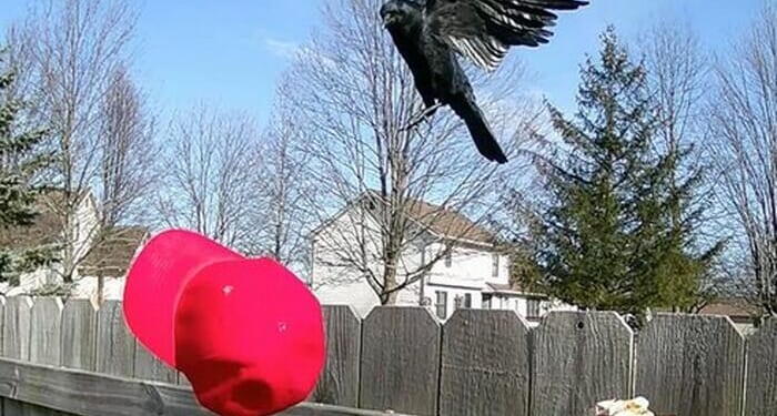 Watch: Creepy Guy Trains Crows For Months To Attack MAGA Hats