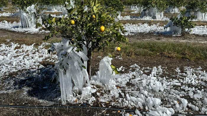 Florida Freeze Batters Citrus Belt, Inflicts "Significant Damage" To Central Orange Groves