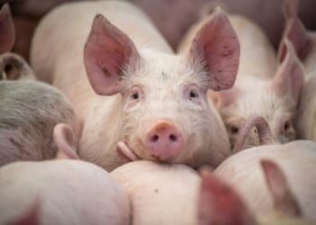 Pigs moving about their pen