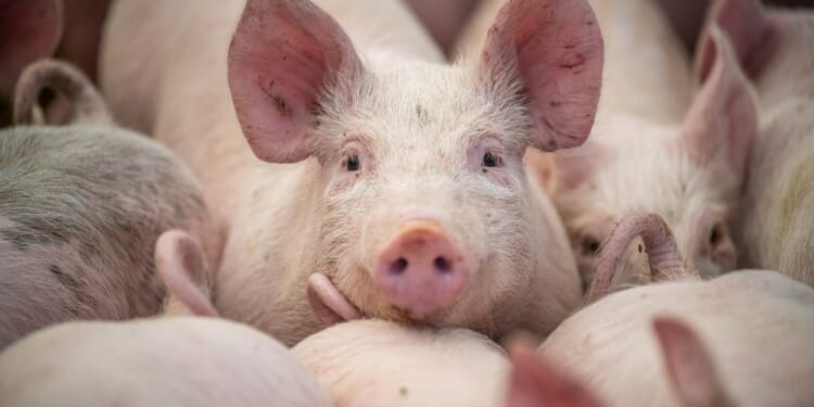 Pigs moving about their pen