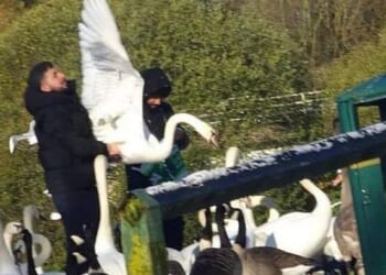 Migrants Filmed Catching And Butchering Swans, Ducks In UK And Ireland