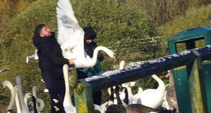 Migrants Filmed Catching And Butchering Swans, Ducks In UK And Ireland