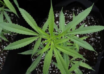 From Whiskey To Weed: A Second Amendment Fight