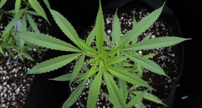 From Whiskey To Weed: A Second Amendment Fight