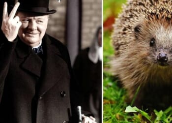 They're Replacing Winston Churchill With A Hedgehog