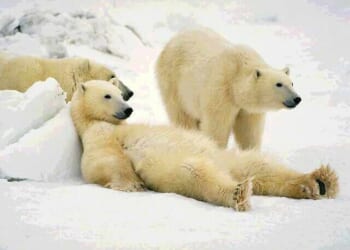 Brother Love the Earth’s Traveling Salvation Show