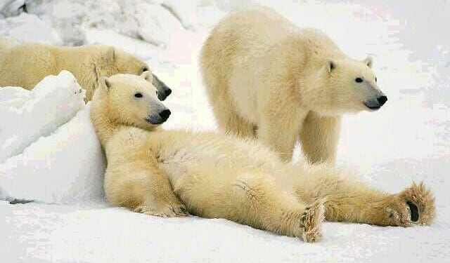 Brother Love the Earth’s Traveling Salvation Show