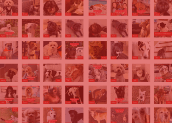 Dispawtch Bracket 2026 - The Dispatch Staff