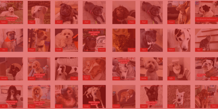 Dispawtch Bracket 2026 - The Dispatch Staff