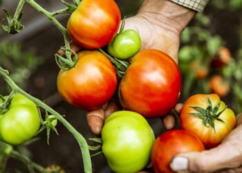 Feeding America Safely: A Practical Path Forward on Pesticides