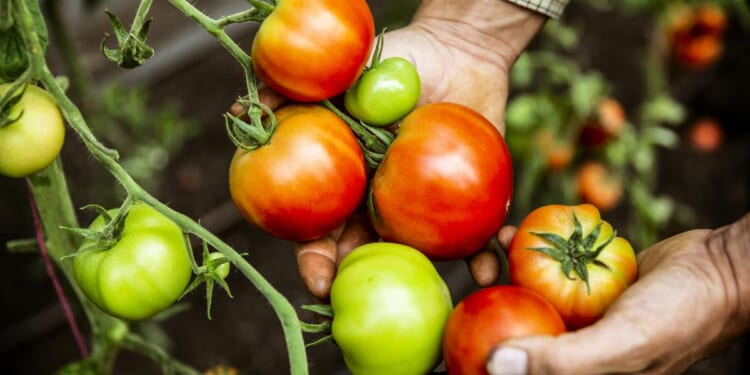 Feeding America Safely: A Practical Path Forward on Pesticides