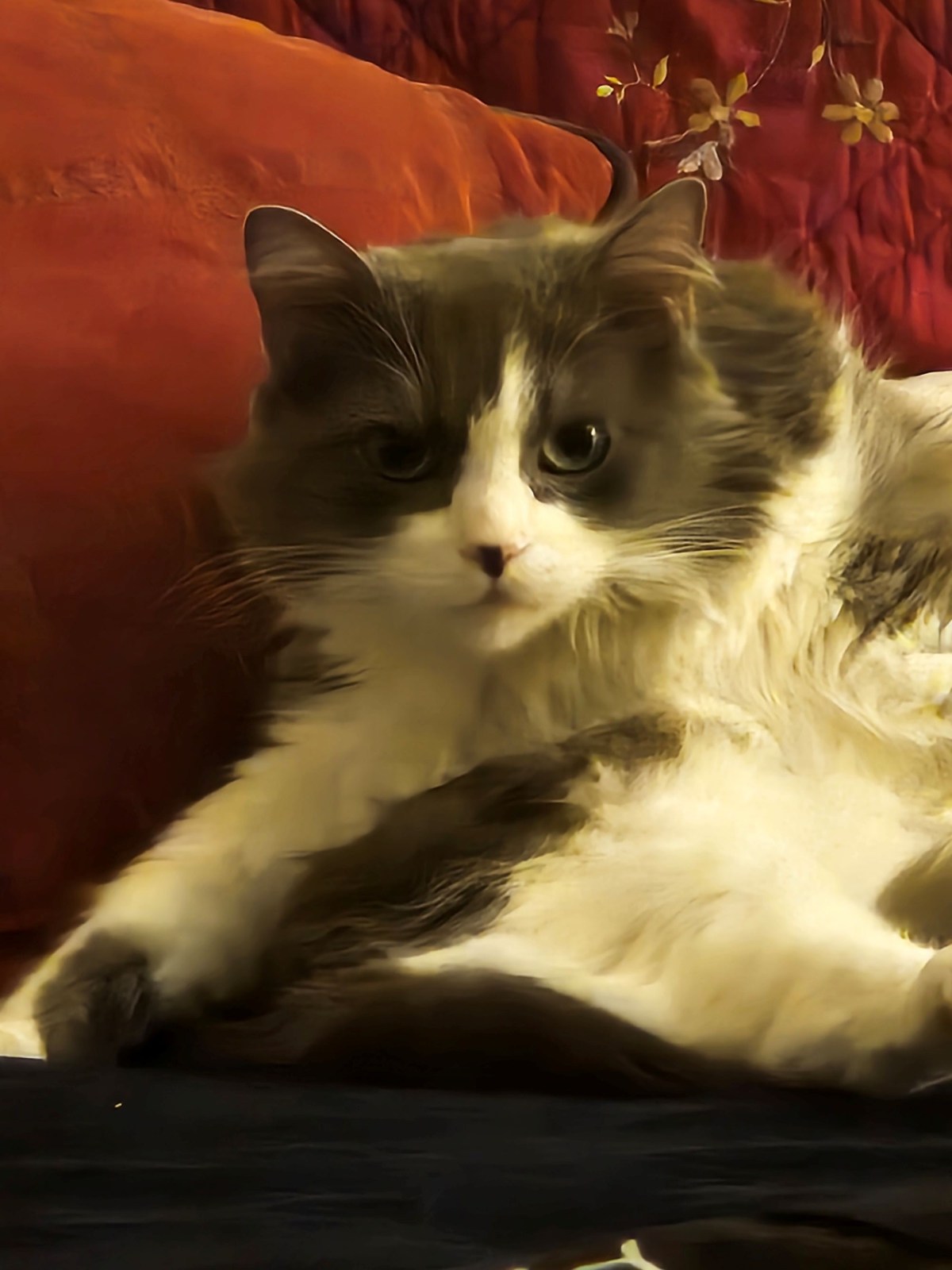 Rogue – Barbara Walton