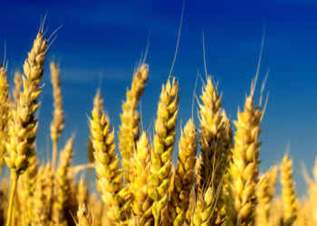 Paul Ehrlich on Energy: Consistently Wrong but Never in Doubt