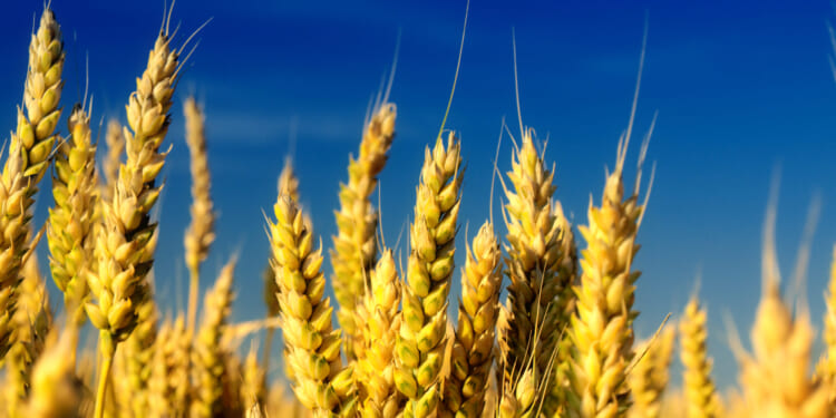 Paul Ehrlich on Energy: Consistently Wrong but Never in Doubt