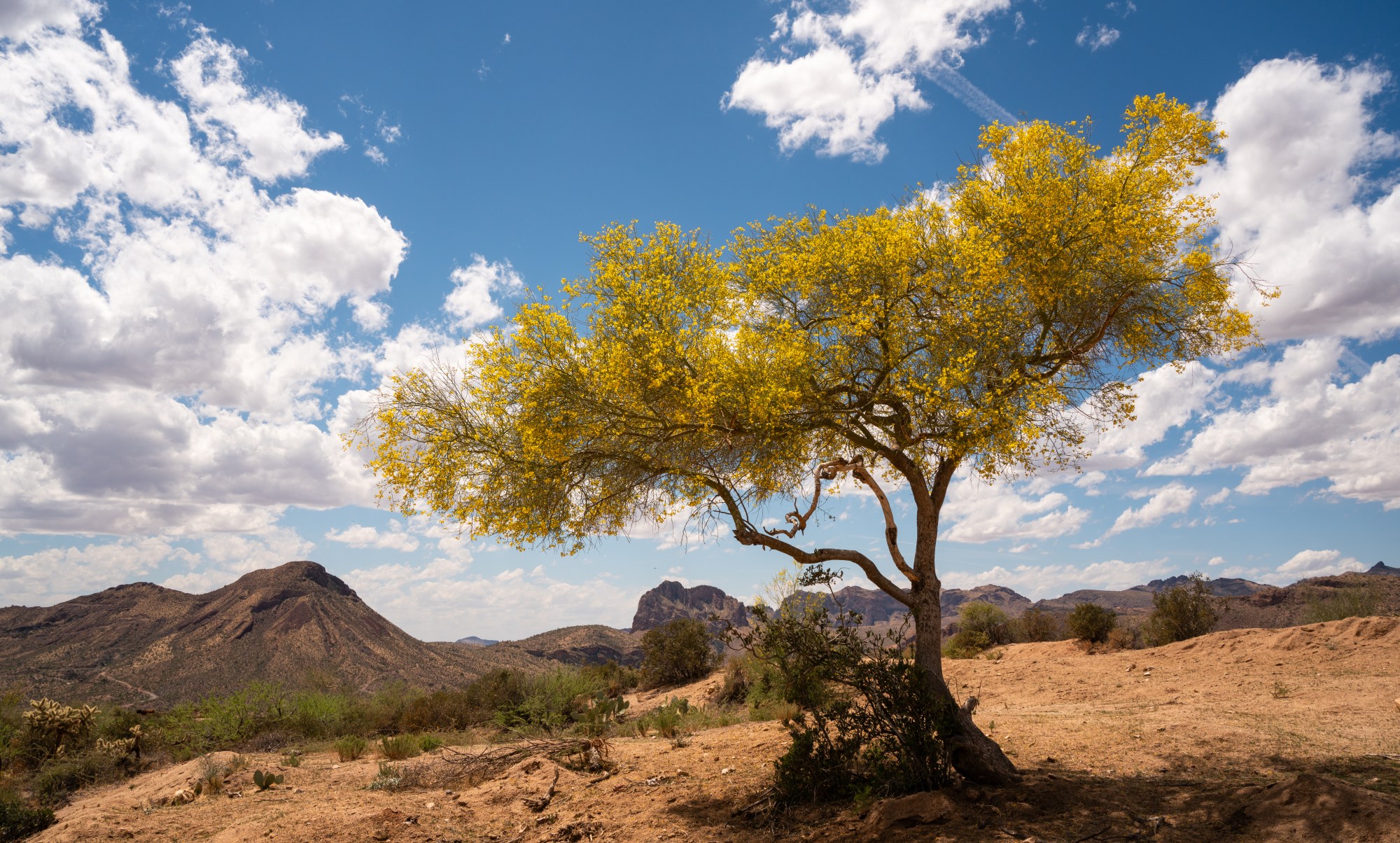 Flowering palo verde tree in dry desert landscape