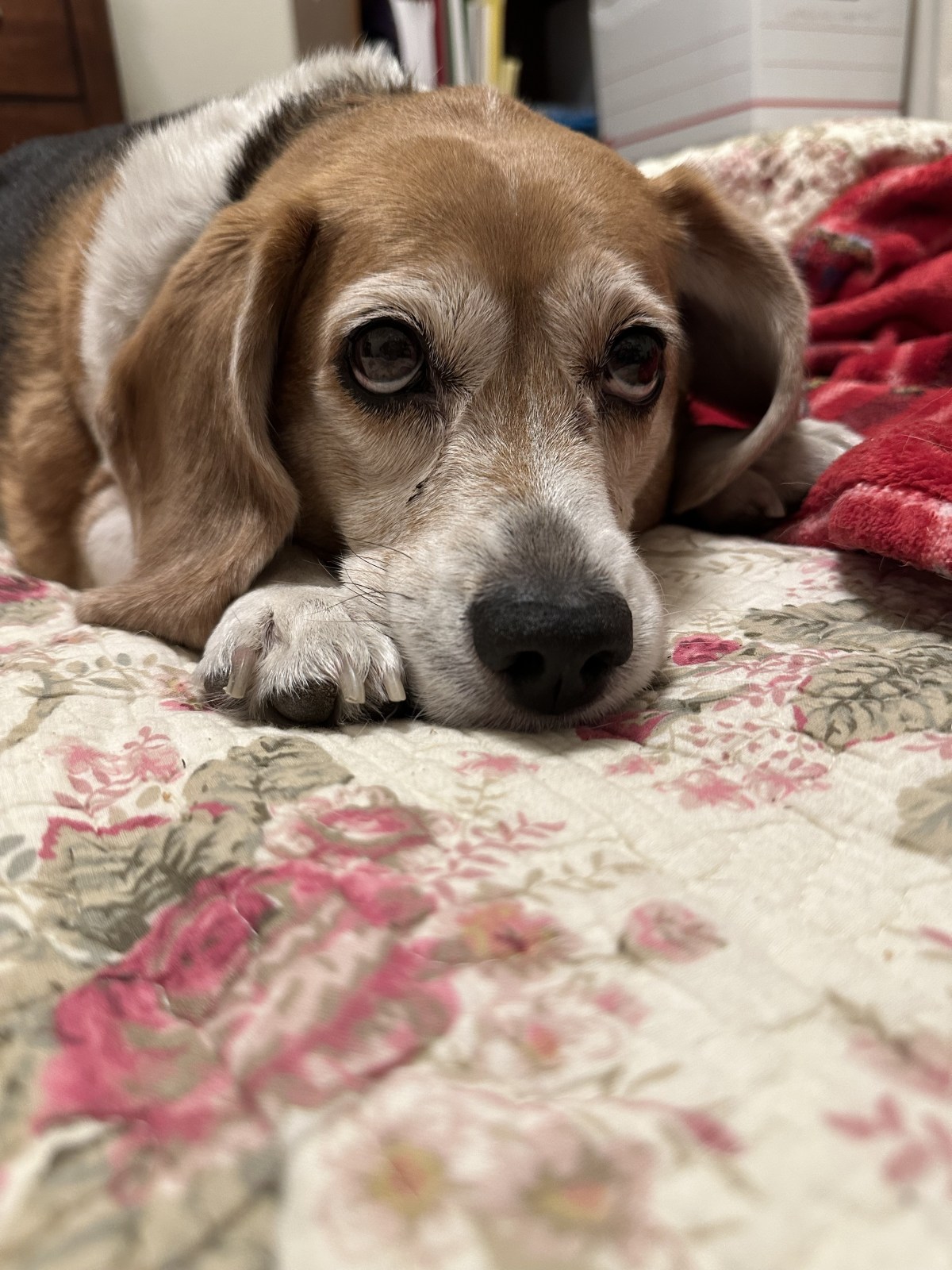 An elderly beagle with graying fur lies on a floral patterned bedspread, gazing directly at the camera with a gentle expression.