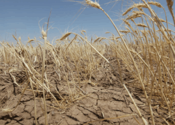 U.S. Wheat Futs Hit Two-Year High As Wall Street Sounds Alarm Over Drought Shock