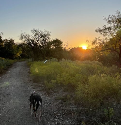 A dog walks on a dirt path toward the sunset through scrubland dotted with eucalyptus trees.