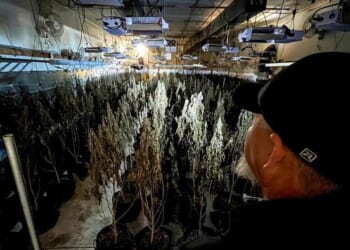 Chinese Nationals Among 51 Indicted Over Marijuana Grow Operations In Oklahoma