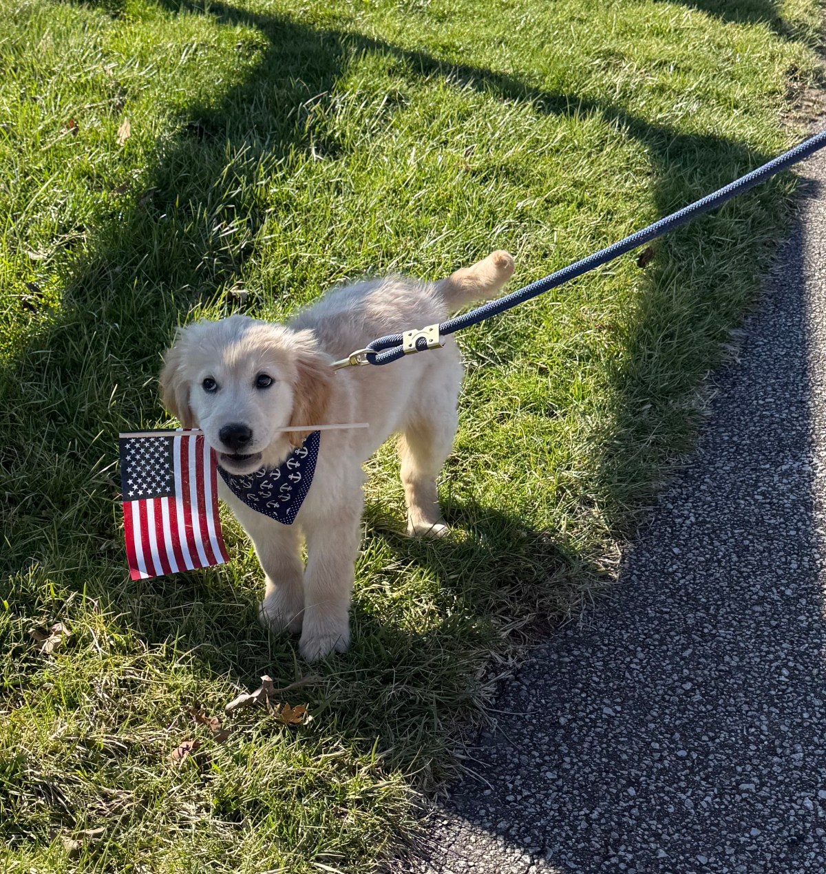 A golden retriever wearing an American flag bandana stands on a grassy area next to a paved path, held by a dark blue leash.