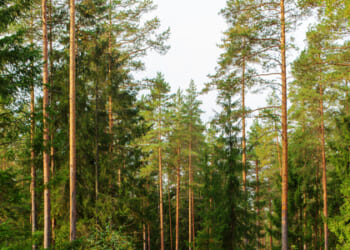 Giving States a Seat at the Table