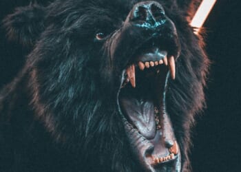 It Was Clearly a Guy in a Bear Suit