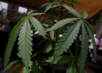 Marijuana Reclassification Is a Surrender to Big Weed