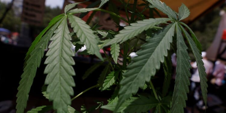 Marijuana Reclassification Is a Surrender to Big Weed