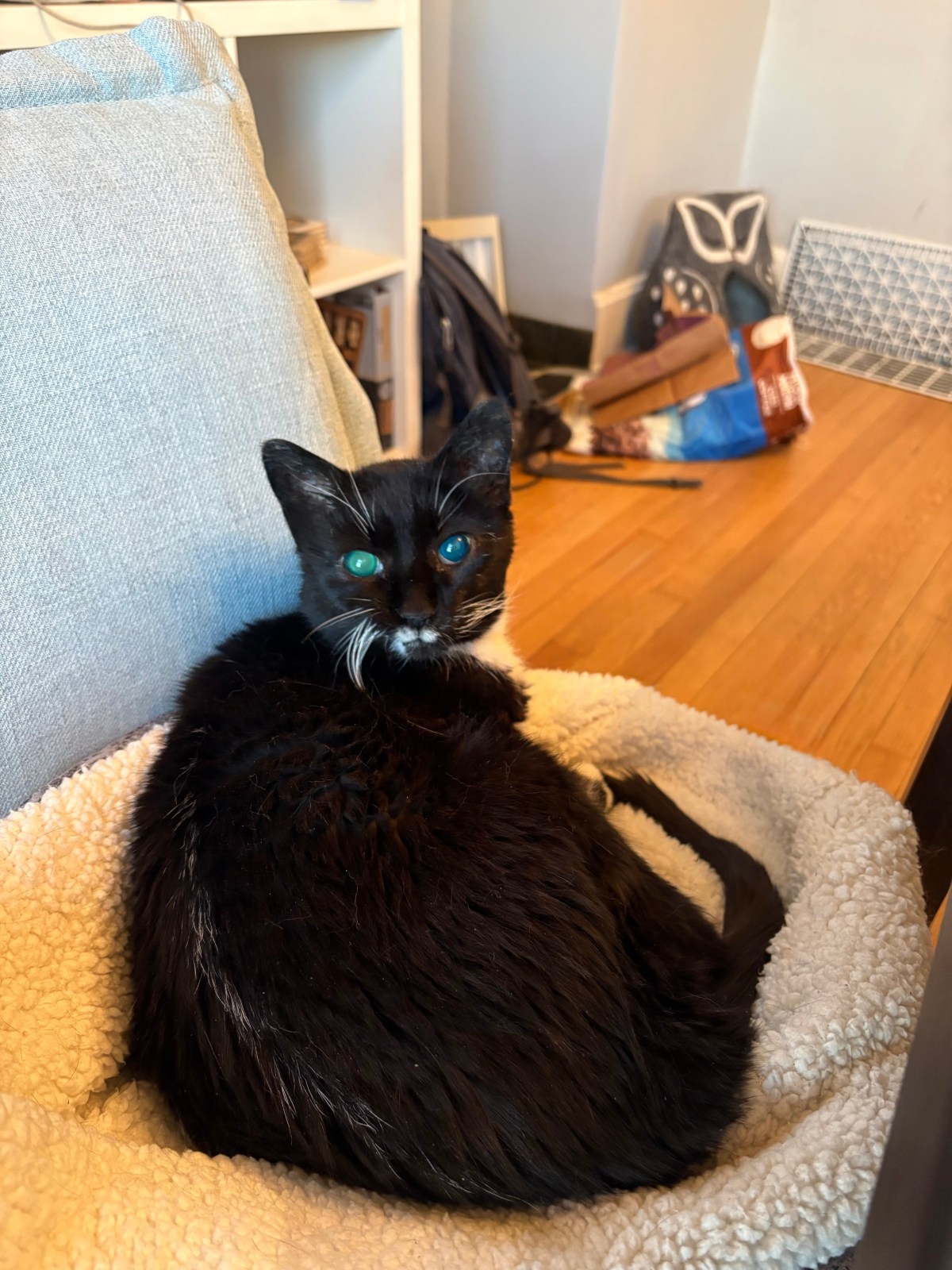 A black cat with striking blue-green eyes sits in a beige bed against a light blue cushion in a home office setting.