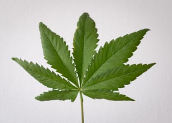 Pot Reclassification and the Victims of Violent Crime